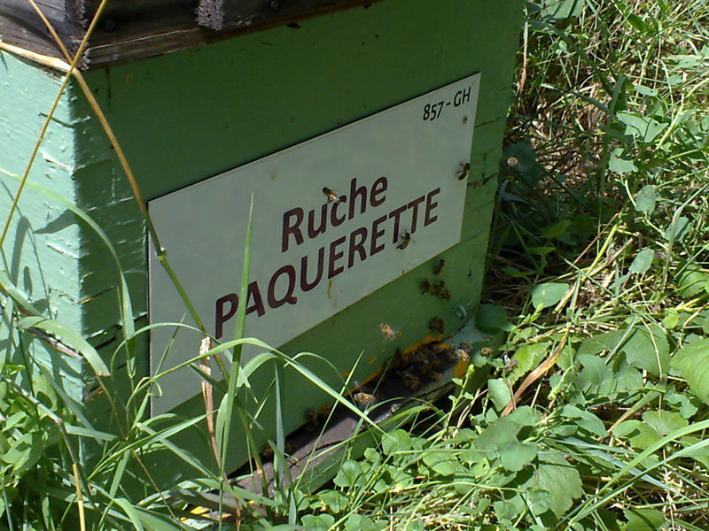 La ruche Paquerette