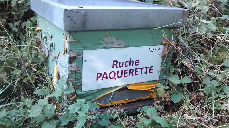 La ruche Paquerette