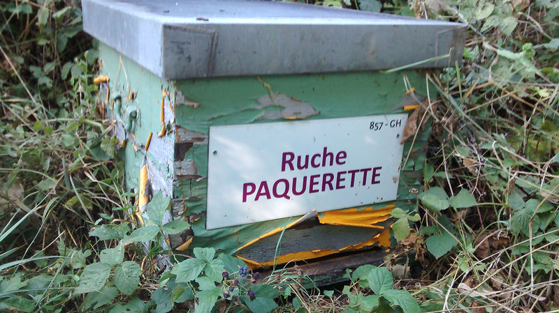 La ruche Paquerette