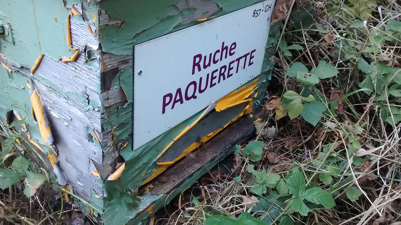 La ruche Paquerette