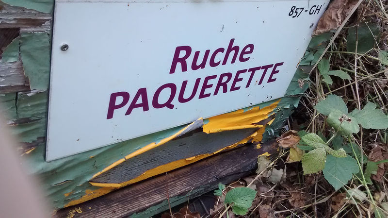 La ruche Paquerette