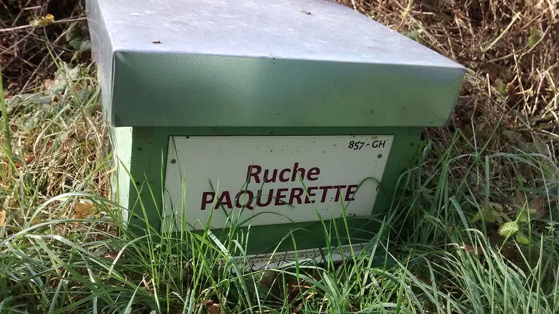 La ruche Paquerette