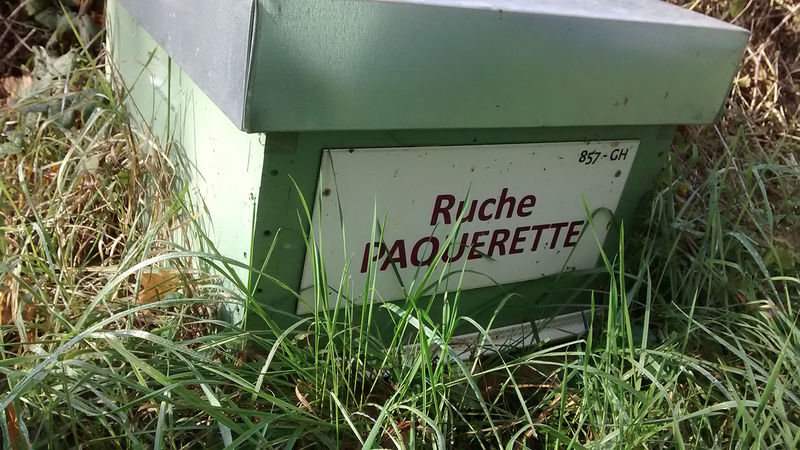 La ruche Paquerette
