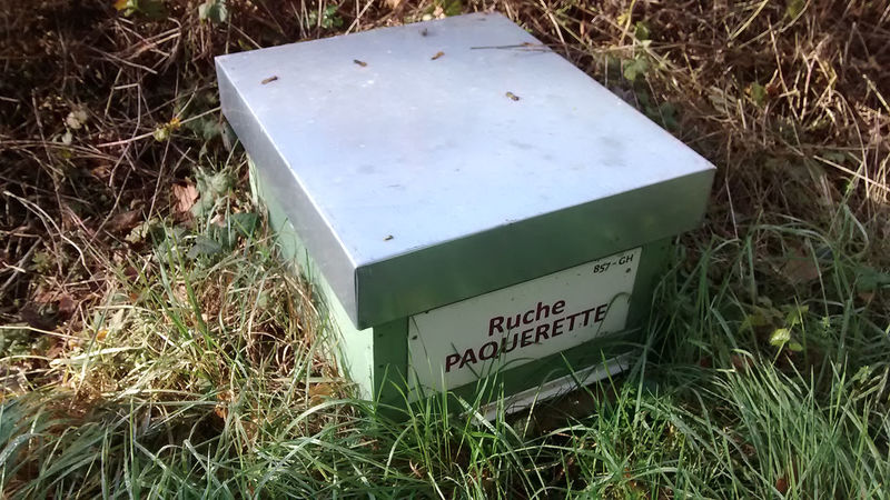La ruche Paquerette