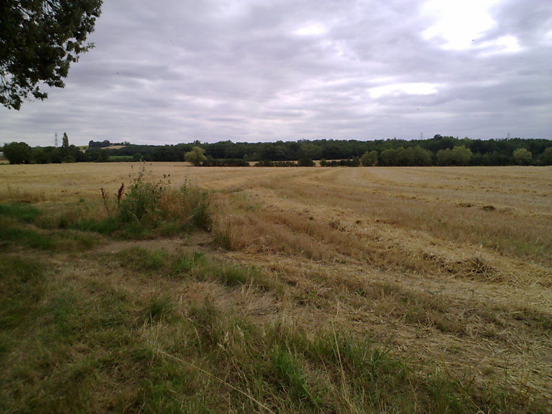 La ruche Paquerette