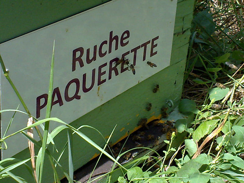 La ruche Paquerette
