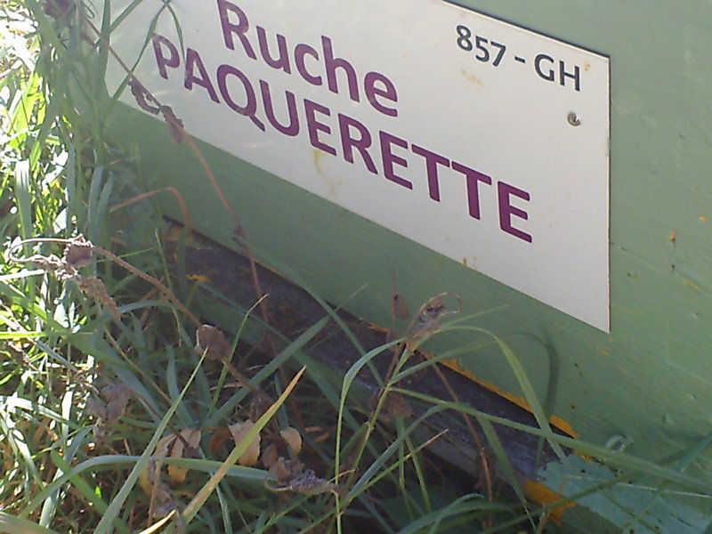 La ruche Paquerette