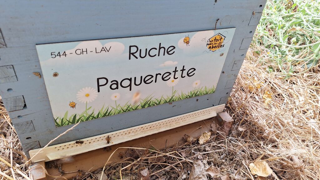La ruche Paquerette