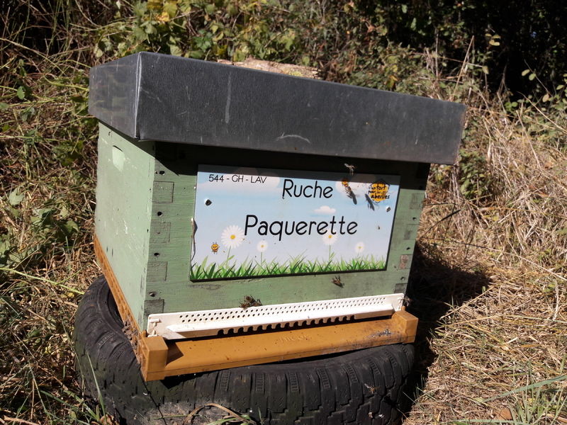 La ruche Paquerette