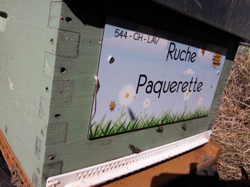 La ruche Paquerette