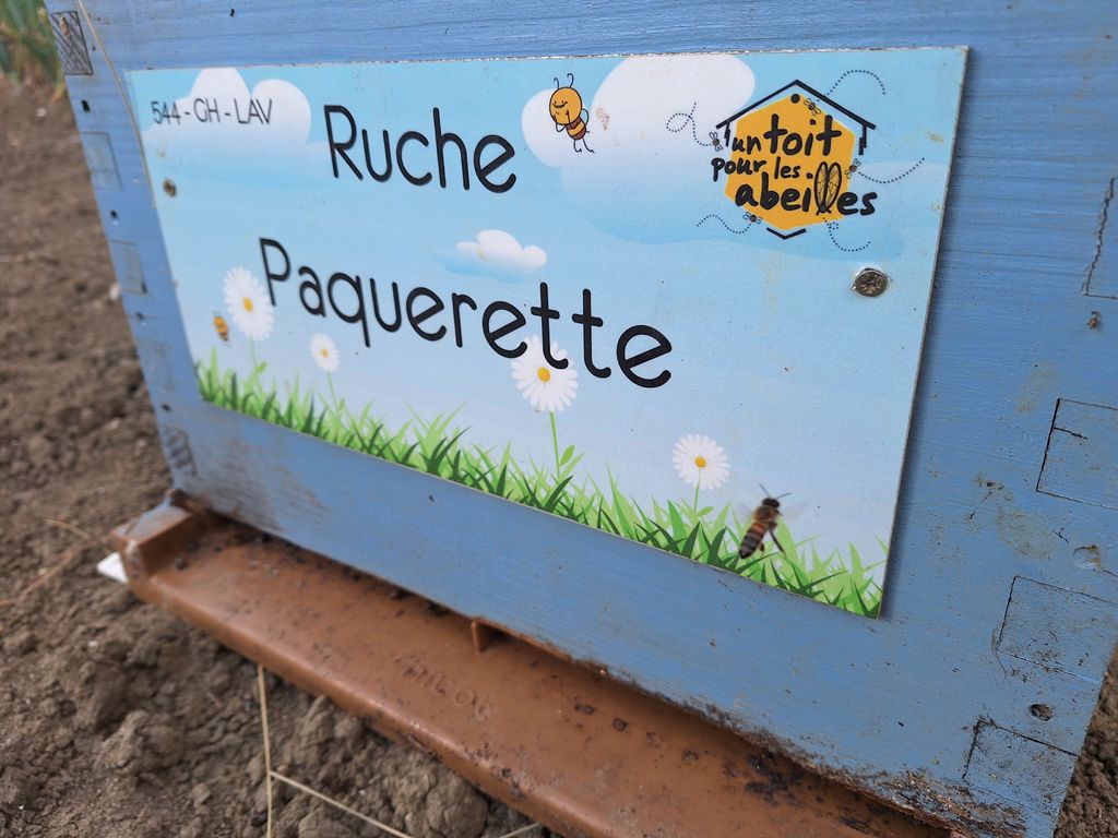 La ruche Paquerette