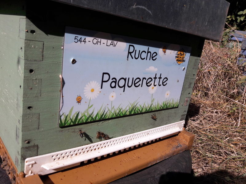 La ruche Paquerette