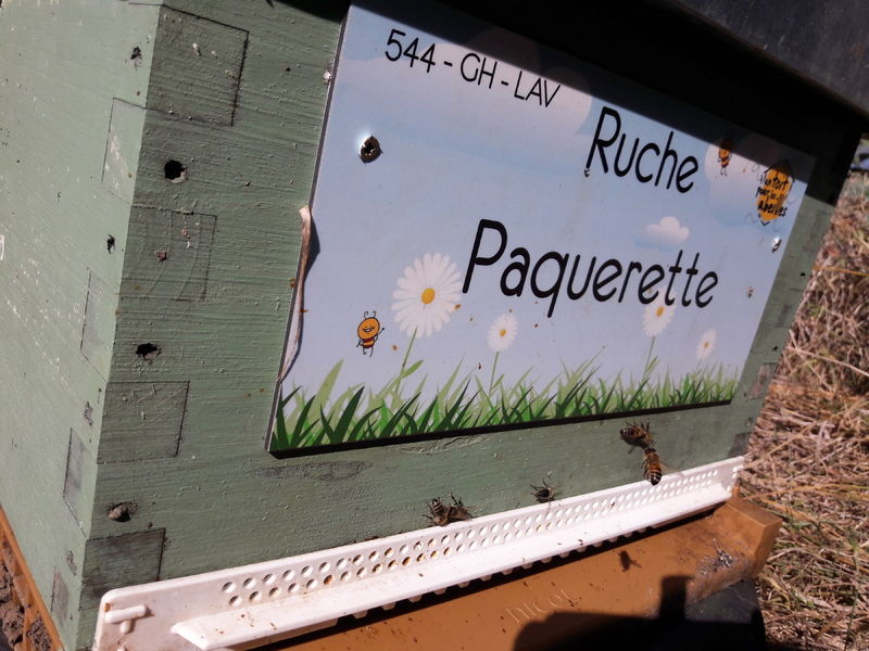 La ruche Paquerette