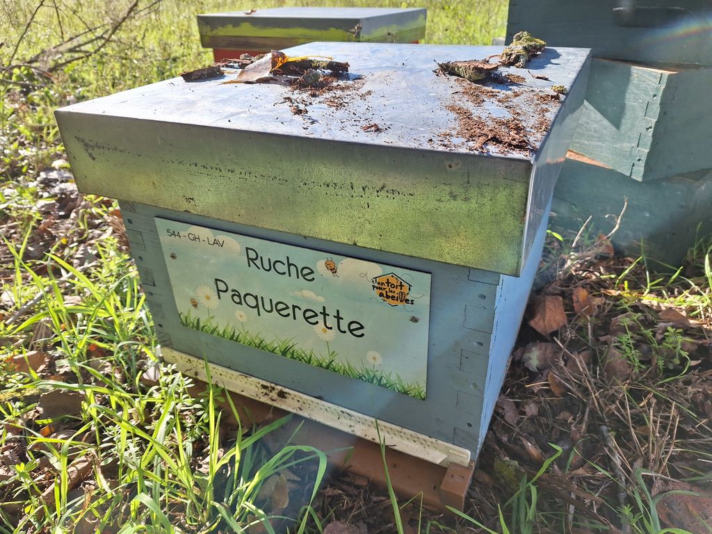 La ruche Paquerette