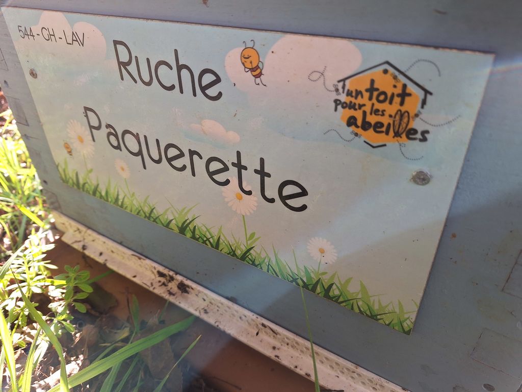La ruche Paquerette