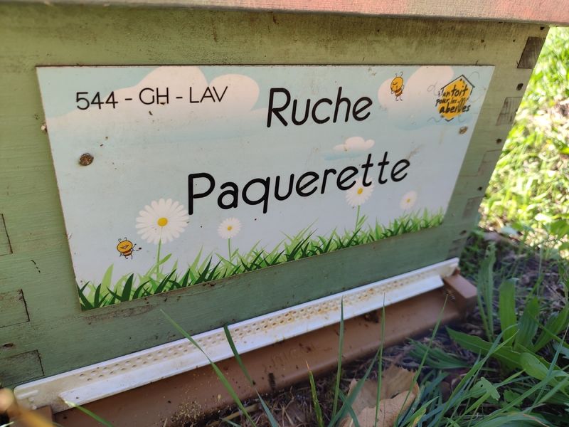 La ruche Paquerette