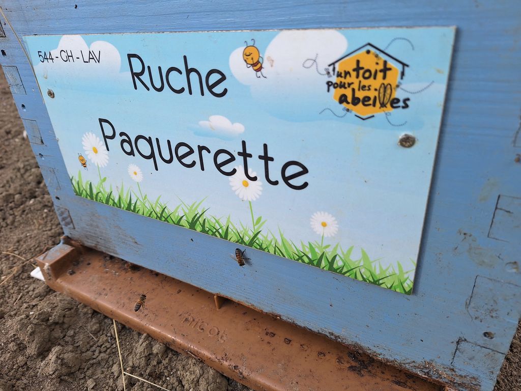 La ruche Paquerette