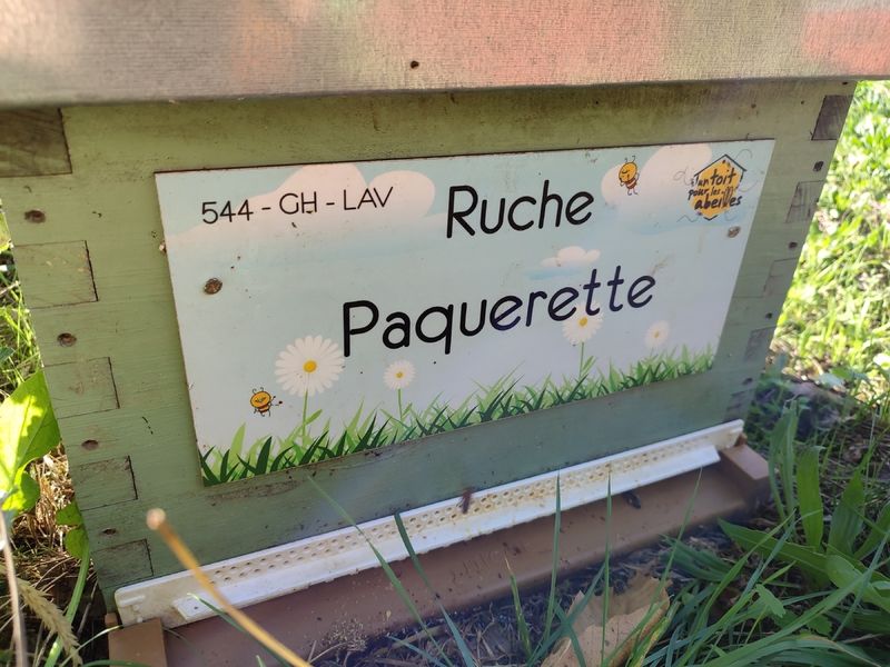 La ruche Paquerette