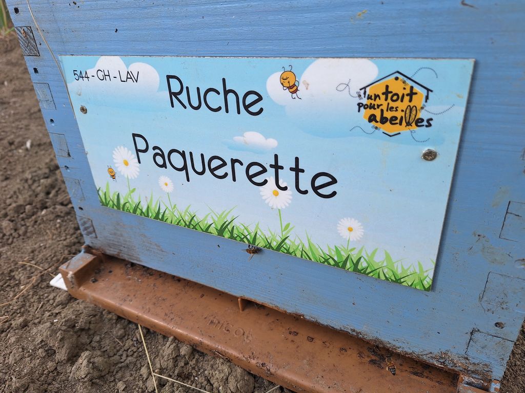 La ruche Paquerette