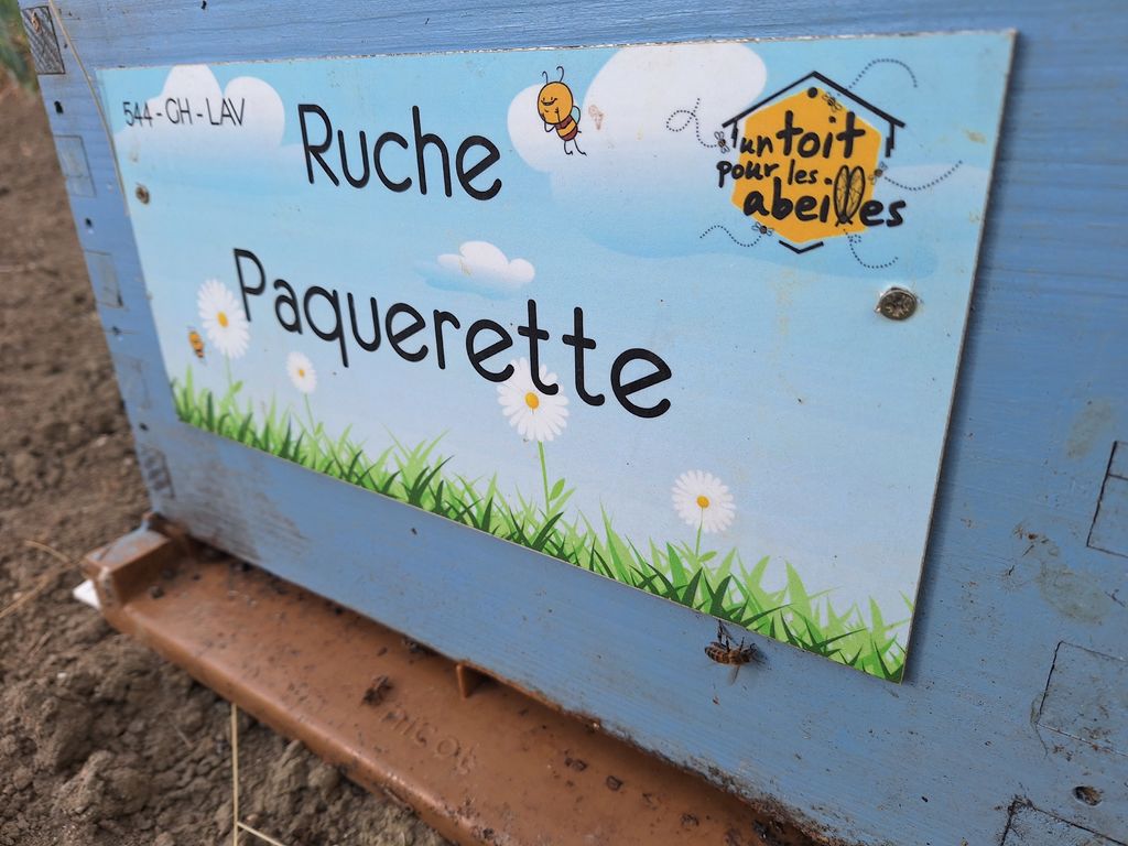 La ruche Paquerette