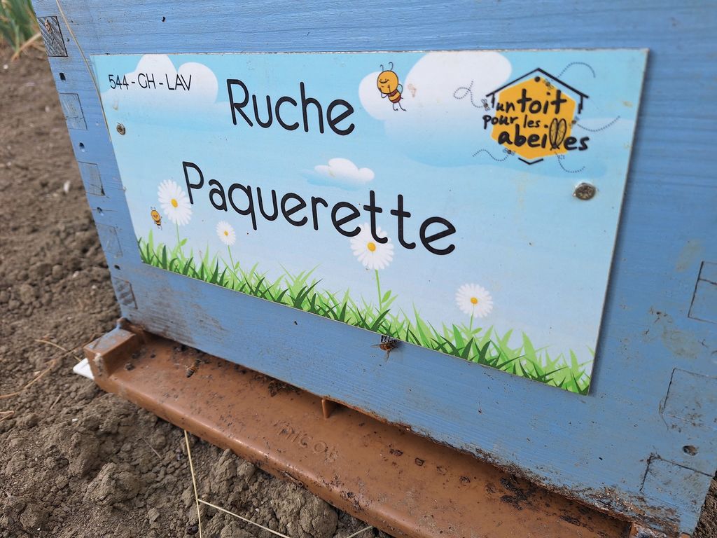 La ruche Paquerette