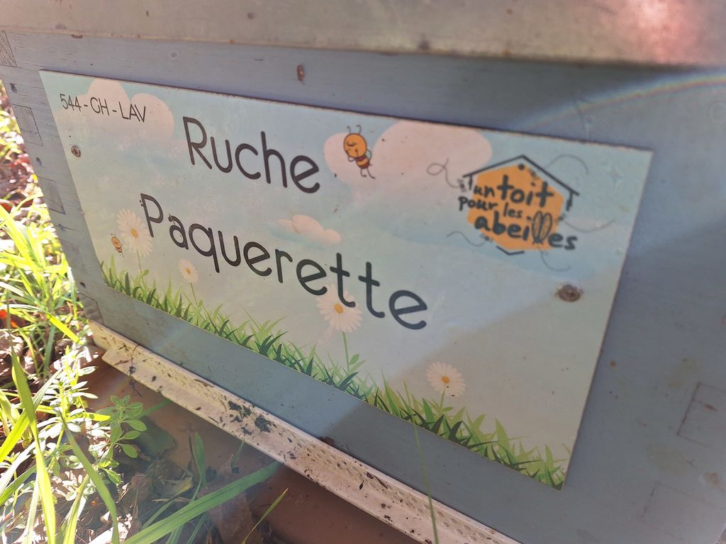 La ruche Paquerette