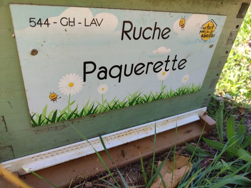 La ruche Paquerette