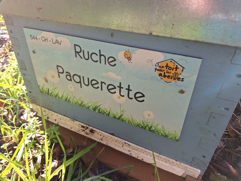 La ruche Paquerette