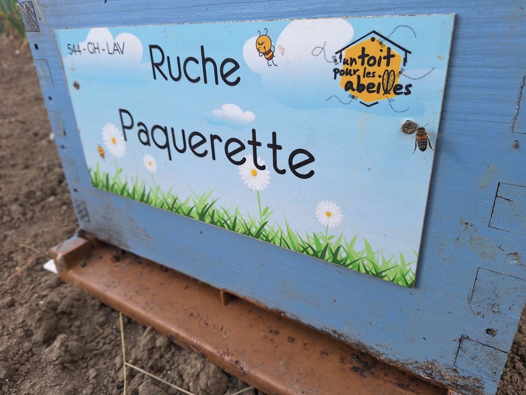 La ruche Paquerette