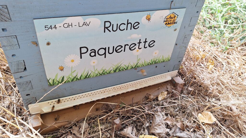 La ruche Paquerette