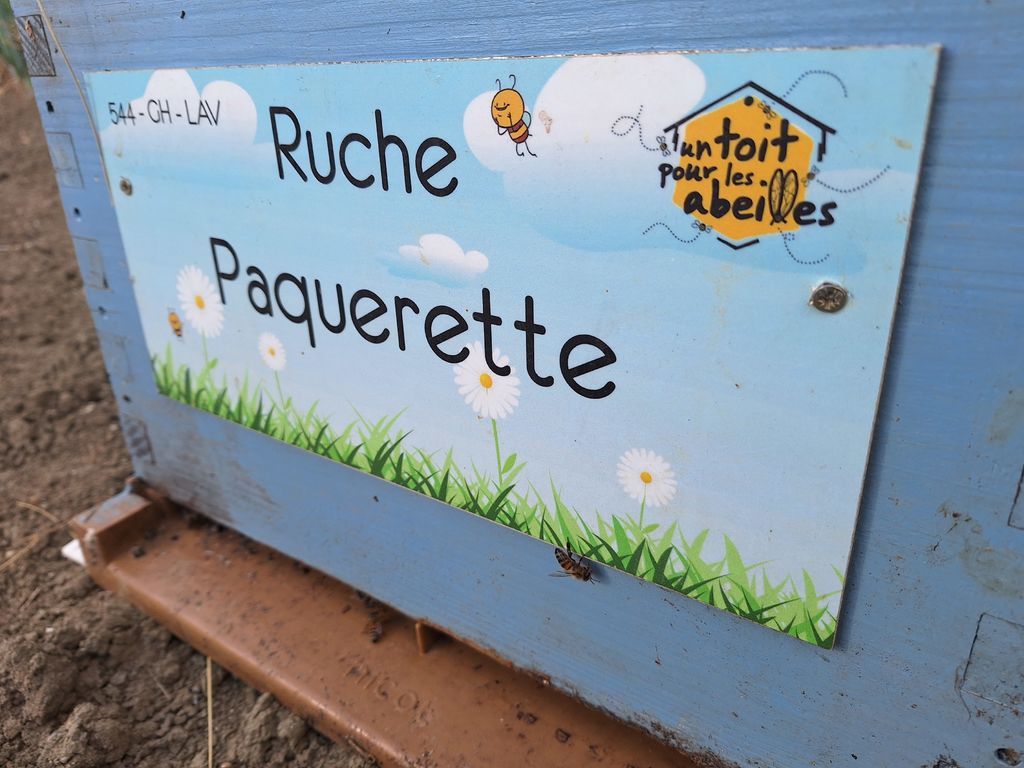 La ruche Paquerette