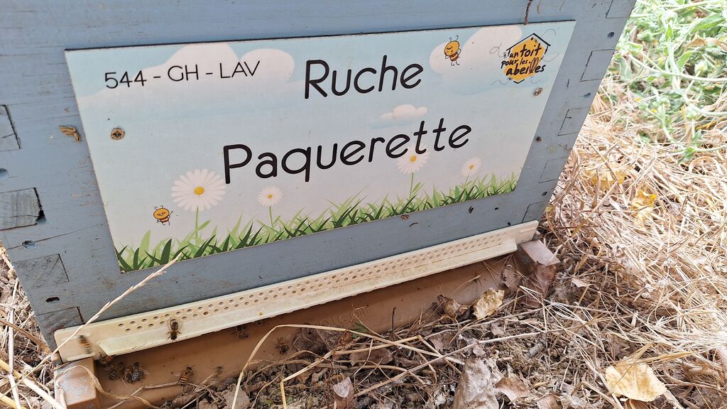 La ruche Paquerette