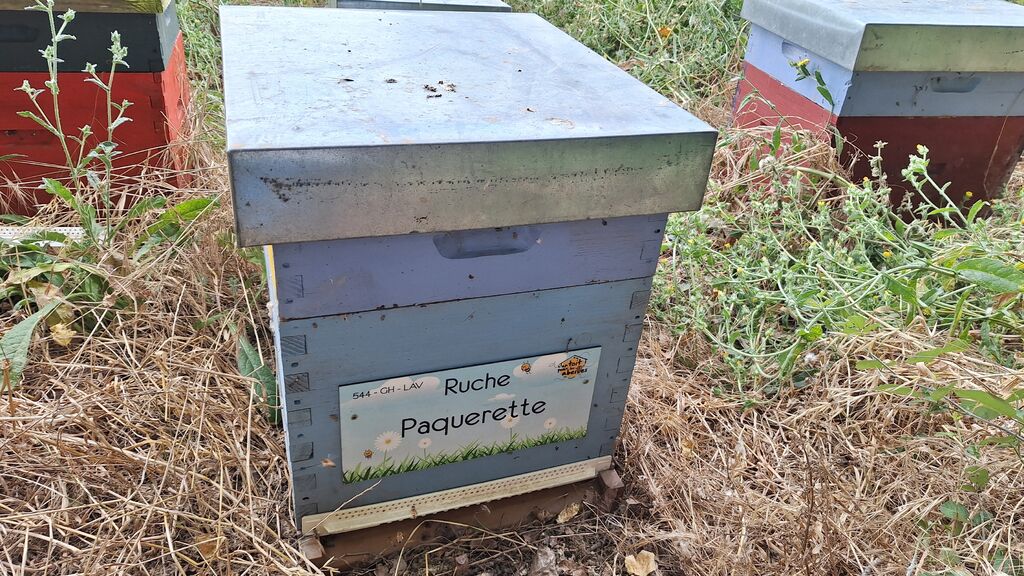 La ruche Paquerette