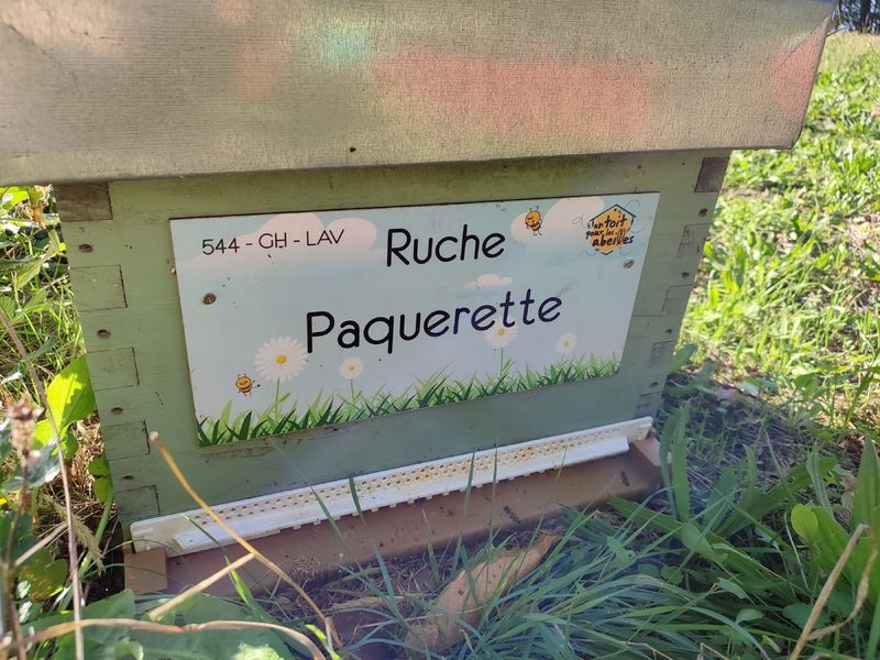 La ruche Paquerette