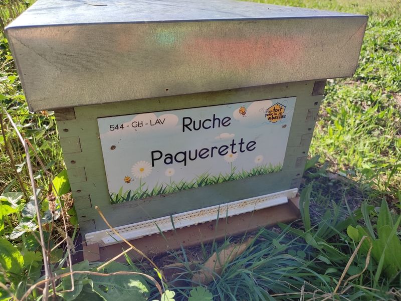 La ruche Paquerette