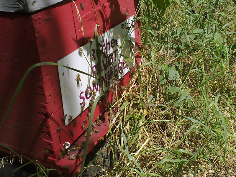 La ruche Pavot somnifère