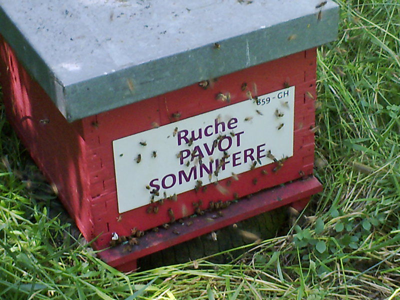 La ruche Pavot somnifère