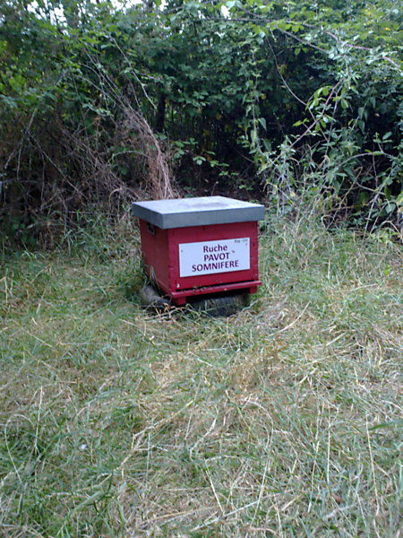 La ruche Pavot somnifère