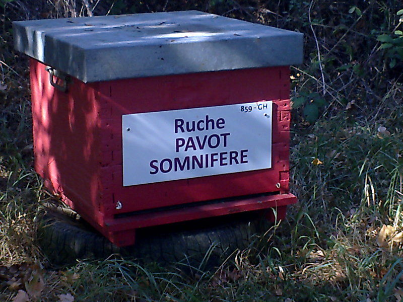 La ruche Pavot somnifère