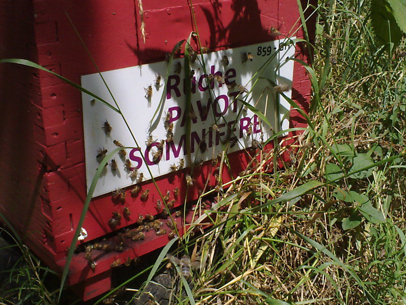 La ruche Pavot somnifère