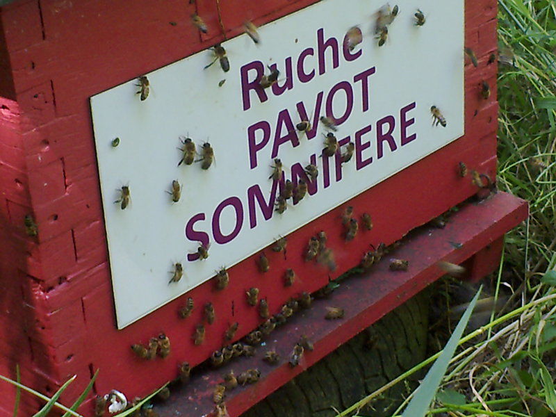 La ruche Pavot somnifère