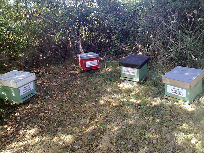 La ruche Pavot somnifère