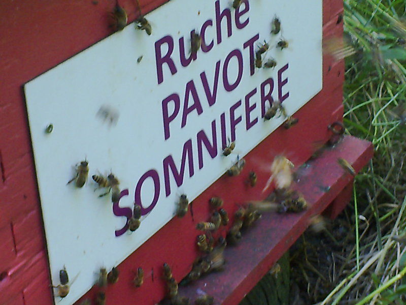 La ruche Pavot somnifère