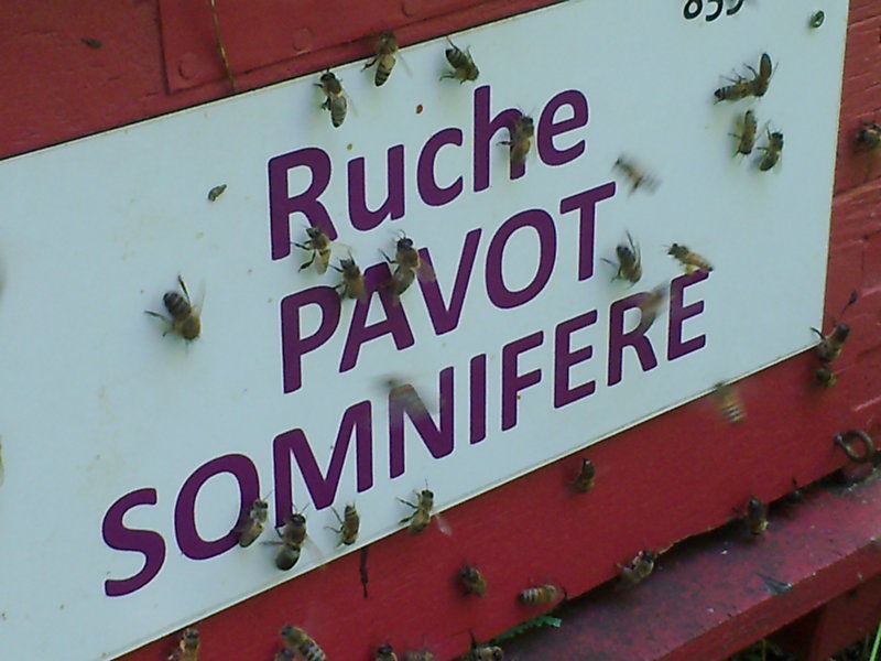 La ruche Pavot somnifère