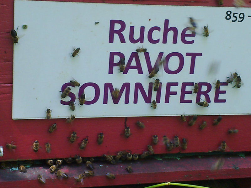 La ruche Pavot somnifère