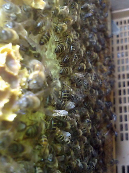 La ruche Pavot somnifère