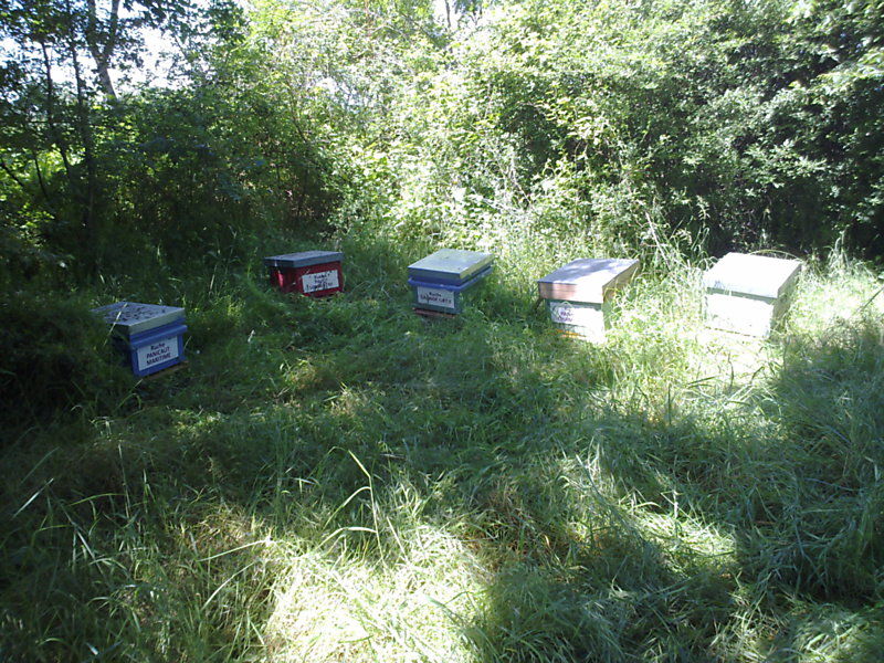 La ruche Pavot somnifère