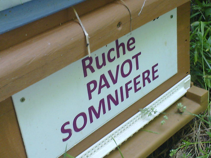 La ruche Pavot somnifère