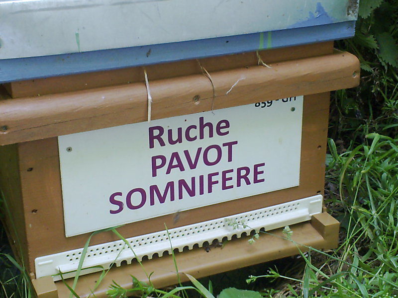 La ruche Pavot somnifère