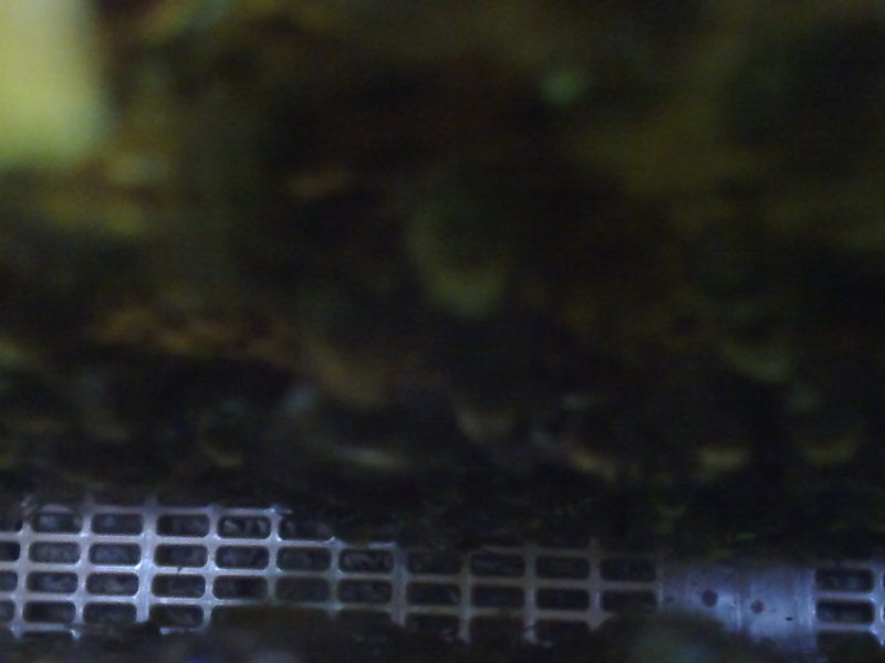 La ruche Pavot somnifère